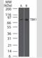 TANK Binding Kinase 1 antibody, NBP2-33243, Novus Biologicals, Western Blot image 