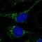 C-X9-C Motif Containing 4 antibody, NBP1-93450, Novus Biologicals, Immunofluorescence image 