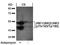 ATP Binding Cassette Subfamily B Member 5 antibody, orb15028, Biorbyt, Western Blot image 