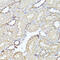 Opioid Receptor Kappa 1 antibody, 15-333, ProSci, Immunohistochemistry paraffin image 