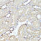 Kappa-type opioid receptor antibody, 15-333, ProSci, Immunohistochemistry paraffin image 