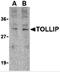 Toll Interacting Protein antibody, 3741, ProSci, Western Blot image 