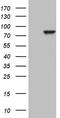Ubiquitin thioesterase ZRANB1 antibody, CF810163, Origene, Western Blot image 