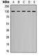 Platelet And Endothelial Cell Adhesion Molecule 1 antibody, LS-C368662, Lifespan Biosciences, Western Blot image 