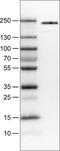 Polybromo 1 antibody, NBP2-30673, Novus Biologicals, Western Blot image 