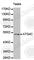 Cysteine protease ATG4C antibody, A1123, ABclonal Technology, Western Blot image 