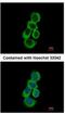 Betaine--Homocysteine S-Methyltransferase antibody, NBP1-32443, Novus Biologicals, Immunocytochemistry image 