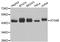 Autophagy Related 4B Cysteine Peptidase antibody, A2837, ABclonal Technology, Western Blot image 