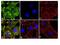Paxillin antibody, GTX24832, GeneTex, Immunofluorescence image 