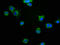 Myelin Associated Glycoprotein antibody, CSB-PA013322LA01HU, Cusabio, Immunofluorescence image 