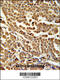 RING finger protein 114 antibody, 62-011, ProSci, Immunohistochemistry frozen image 