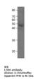 MAS Related GPR Family Member X1 antibody, MBS540268, MyBioSource, Western Blot image 