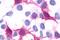 C-X-C Motif Chemokine Receptor 1 antibody, GTX70707, GeneTex, Immunocytochemistry image 