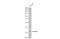 Kruppel Like Factor 3 antibody, GTX116153, GeneTex, Western Blot image 