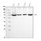 X-Ray Repair Cross Complementing 6 antibody, M01732-3, Boster Biological Technology, Western Blot image 