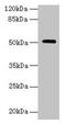 Nuclear Receptor Subfamily 1 Group H Member 3 antibody, LS-C318594, Lifespan Biosciences, Western Blot image 