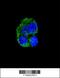 CD36 Molecule antibody, 61-575, ProSci, Immunofluorescence image 