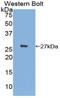 C-X3-C Motif Chemokine Ligand 1 antibody, LS-C372408, Lifespan Biosciences, Western Blot image 