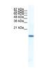 Fer3 Like BHLH Transcription Factor antibody, NBP1-80168, Novus Biologicals, Western Blot image 