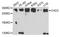 Chromodomain Helicase DNA Binding Protein 3 antibody, STJ111944, St John