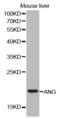Angiogenin antibody, abx001302, Abbexa, Western Blot image 