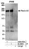 Plexin A3 antibody, A304-473A, Bethyl Labs, Immunoprecipitation image 