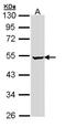 Pseudouridine Synthase 1 antibody, NBP1-32902, Novus Biologicals, Western Blot image 