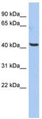 Olfactomedin Like 1 antibody, TA333371, Origene, Western Blot image 