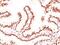 Androgen Receptor antibody, MBS438516, MyBioSource, Immunohistochemistry frozen image 
