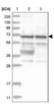 G Protein Nucleolar 3 antibody, NBP2-38326, Novus Biologicals, Western Blot image 