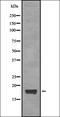 Free Fatty Acid Receptor 1 antibody, orb335555, Biorbyt, Western Blot image 