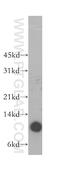 Beta-2-Microglobulin antibody, 13511-1-AP, Proteintech Group, Western Blot image 