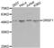 G-Rich RNA Sequence Binding Factor 1 antibody, abx004635, Abbexa, Western Blot image 