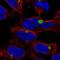 Kelch Like Family Member 15 antibody, NBP2-38077, Novus Biologicals, Immunofluorescence image 