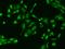 TRNA Methyltransferase 10C, Mitochondrial RNase P Subunit antibody, 204589-T02, Sino Biological, Immunohistochemistry frozen image 