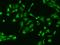 Mitochondrial ribonuclease P protein 1 antibody, 204589-T02, Sino Biological, Immunohistochemistry frozen image 