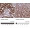 Acyl-CoA Dehydrogenase Family Member 8 antibody, NBP2-47559, Novus Biologicals, Immunohistochemistry paraffin image 