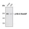 Rho GTPase Activating Protein 35 antibody, PA5-17209, Invitrogen Antibodies, Western Blot image 