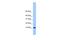 Trafficking Protein Particle Complex 6B antibody, PA5-69942, Invitrogen Antibodies, Western Blot image 