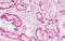 Catenin Alpha 1 antibody, MBS248080, MyBioSource, Immunohistochemistry frozen image 