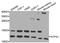 ATP Synthase Peripheral Stalk Subunit F6 antibody, A32371, Boster Biological Technology, Western Blot image 