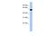 Immunoglobulin-like domain-containing receptor 1 antibody, PA5-70149, Invitrogen Antibodies, Western Blot image 