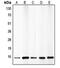 Cyclin Dependent Kinase Inhibitor 2B antibody, MBS821044, MyBioSource, Western Blot image 