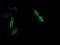 Mitogen-Activated Protein Kinase Kinase 1 antibody, LS-C797644, Lifespan Biosciences, Immunofluorescence image 