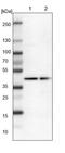 Family With Sequence Similarity 172 Member A antibody, PA5-52924, Invitrogen Antibodies, Western Blot image 