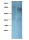 Eukaryotic Translation Initiation Factor 3 Subunit I antibody, LS-C316533, Lifespan Biosciences, Western Blot image 