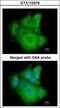 PSA antibody, GTX110576, GeneTex, Immunofluorescence image 