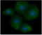 Ha-Ras antibody, GTX57577, GeneTex, Immunofluorescence image 