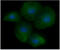 HRas Proto-Oncogene, GTPase antibody, GTX57577, GeneTex, Immunofluorescence image 