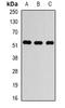 Tubulin Alpha 4a antibody, orb340710, Biorbyt, Western Blot image 